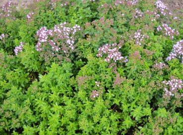 Oregano "Belek" (Pflanze)